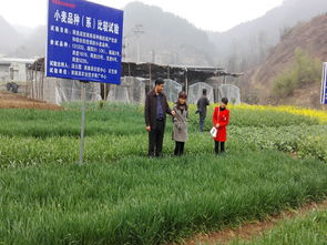 商南縣農業技術推廣中心開展病蟲防治，助力農業技術推廣工作