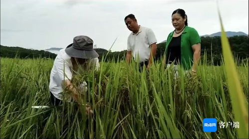 瓊中 農技人員深入一線，指導農戶開展生產自救，全力搶救珍稀山蘭稻