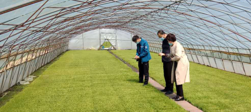 綏棱農技“零距離” 服務下沉田間，科技賦能春耕